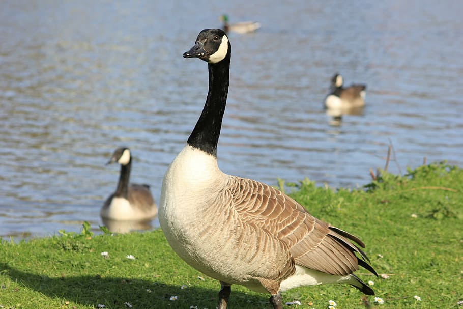 HD wallpaper: goose, geese, river, country side, bird, animals in the ...