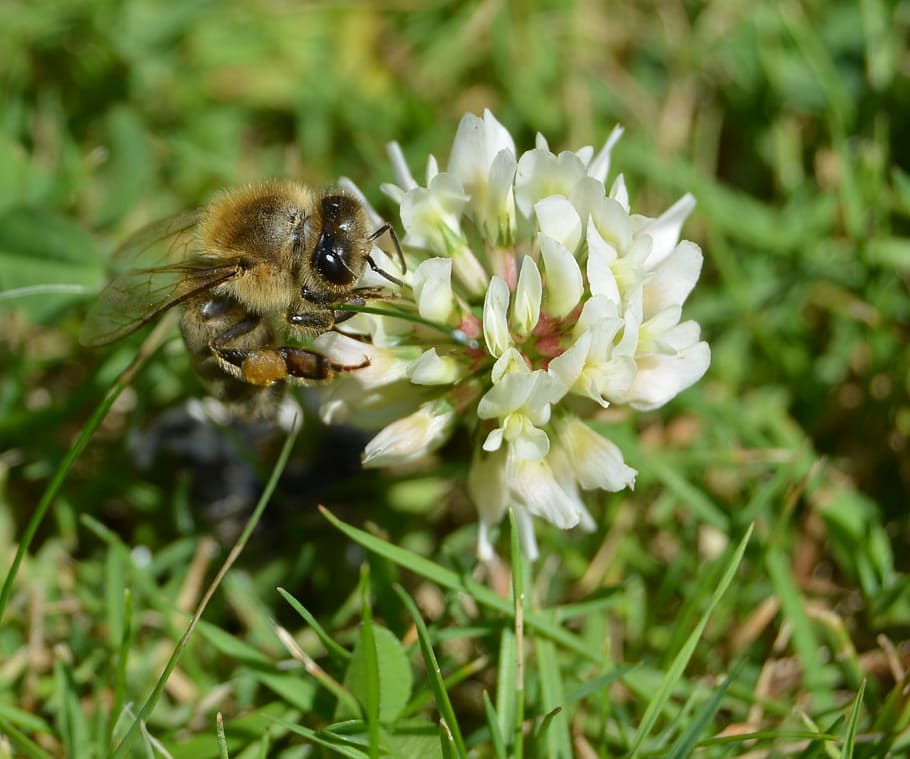 Honey Bee, Bee, Bee, Bee, Pollen, Klee, Grass, meadow, plant HD wallpaper