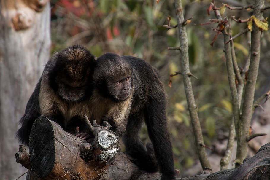 yellow bellied capuchin, ape, äffchen, climb, zoo, zurich zoo