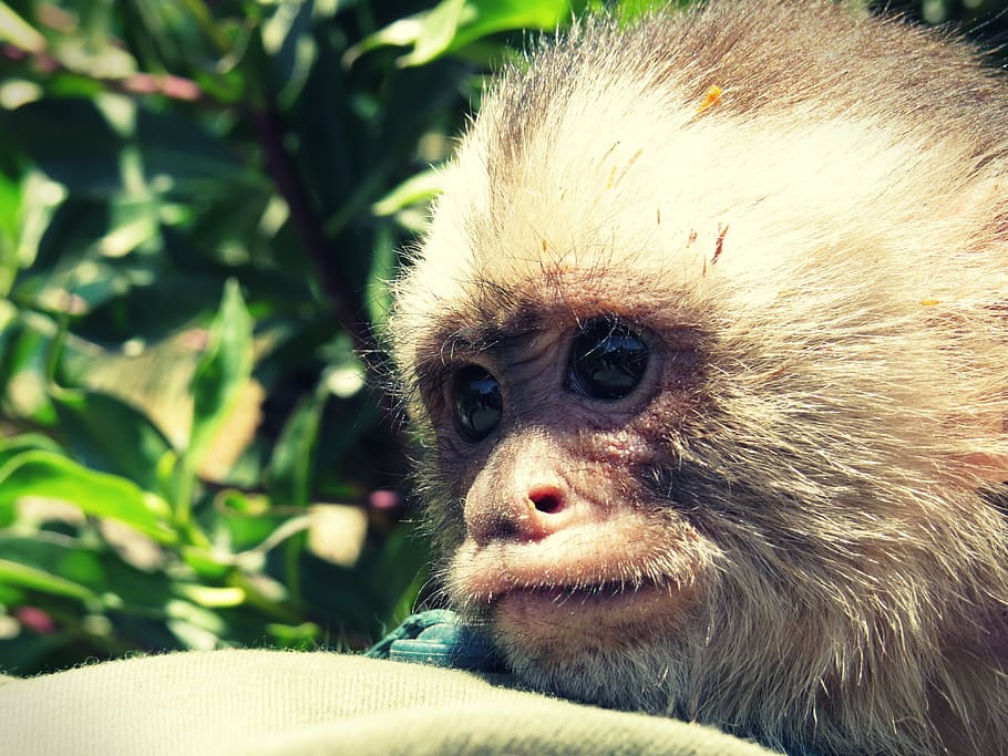 mono, primate, mammals, macaco, animal, breeding, ape, nature HD wallpaper