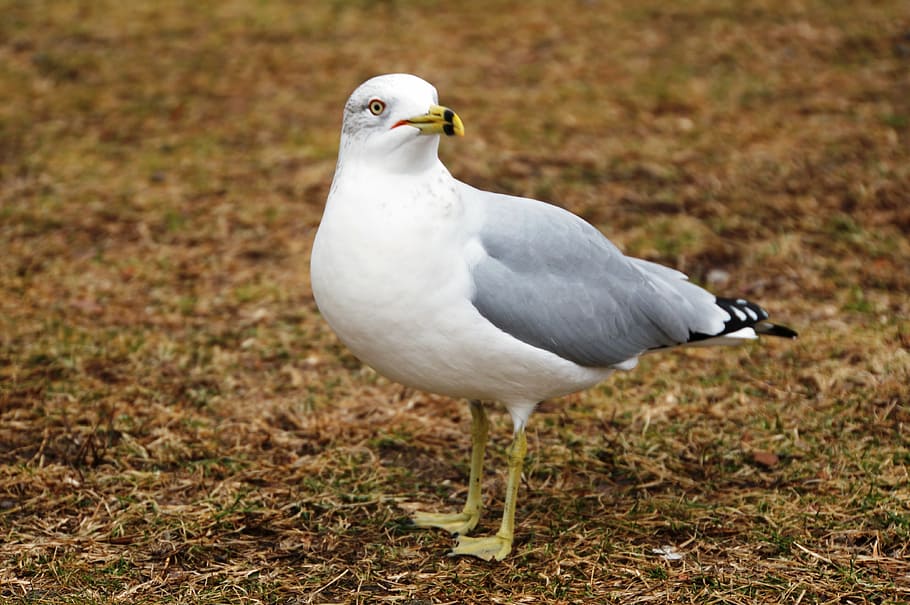 seagull, bird, close, meadow, birds, nature, animal, water HD wallpaper