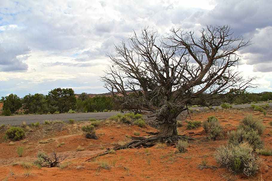 tree, desert, landscape, nature, sky, travel, dry, sand, tourism HD wallpaper
