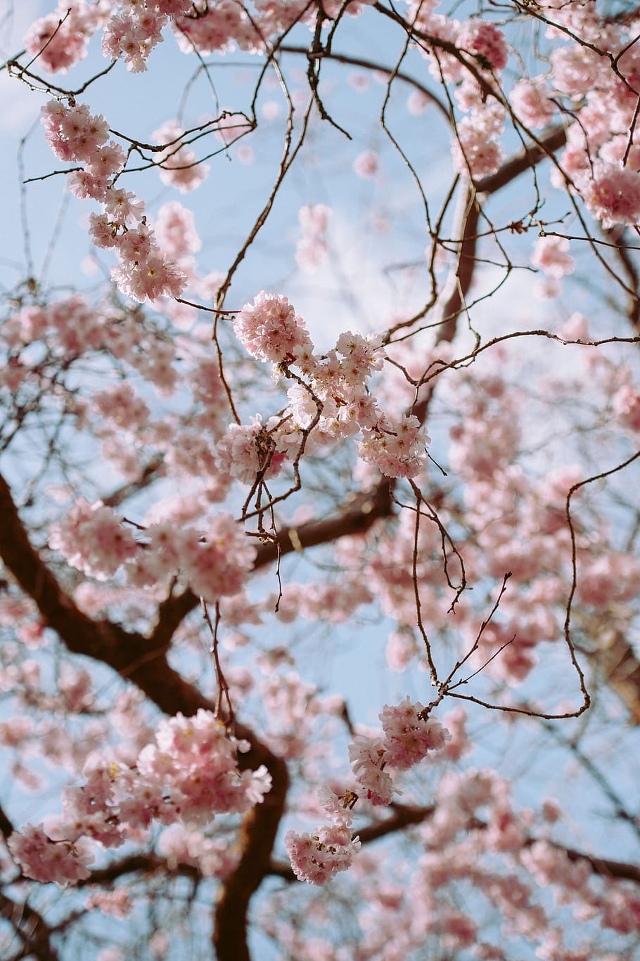 pink, blossoms, bloom, flower, tree, branch, nature, plant HD wallpaper