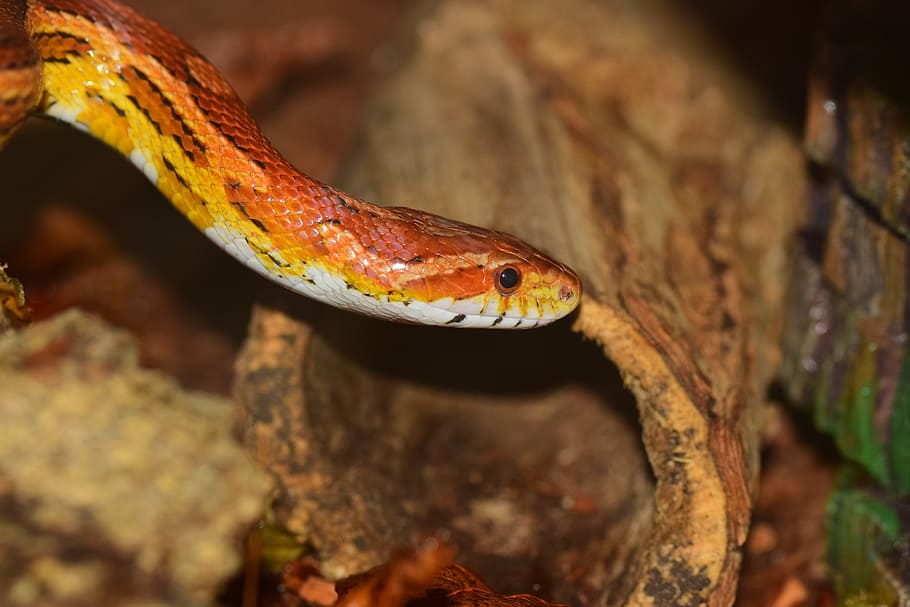 Corn Snake, Snake, Skin, Orange, constrictor, curious, non toxic HD wallpaper