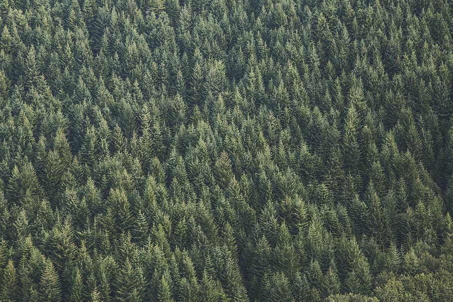 aerial view photography of green pine trees, forest, woods HD wallpaper