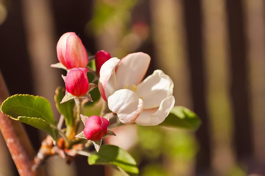 closeup photo of white and pink petaled flowers, apple trees HD wallpaper