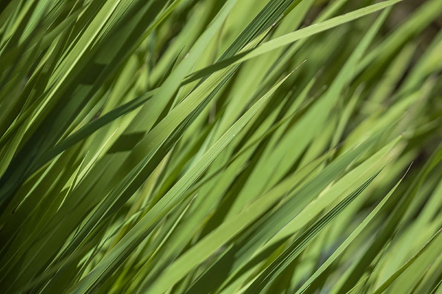 green plants, texture, grass, nature, green color, backgrounds HD wallpaper