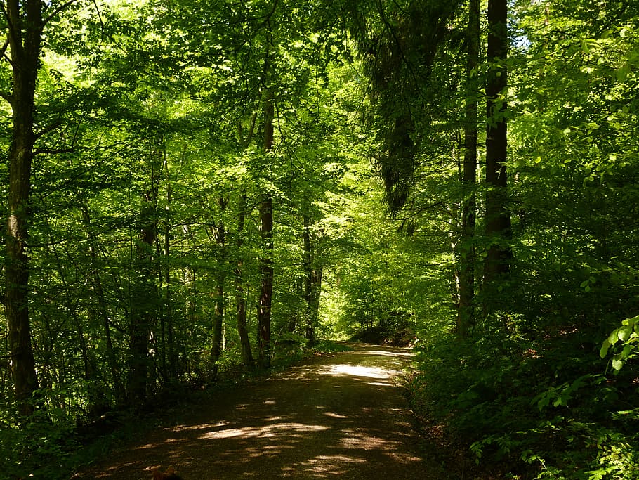 forest pathway photo during daytime, nature, landscape, tree HD wallpaper