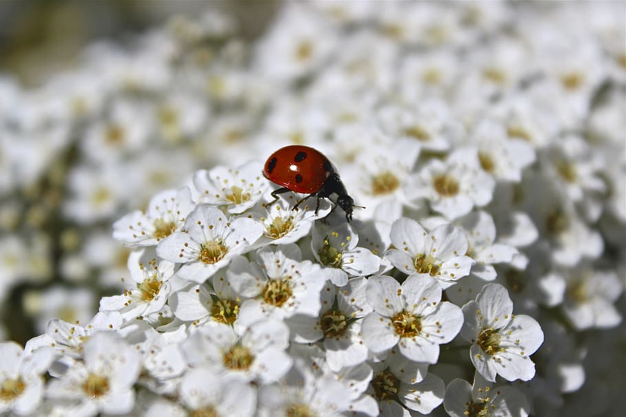 summer, flowers, shrub, white, ladybug, insect, flowering plant HD wallpaper