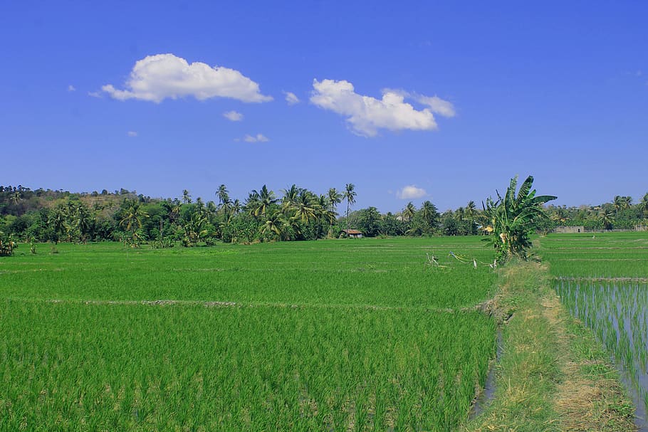 field, padi, green, agriculture, irrigation, view, nature, photo