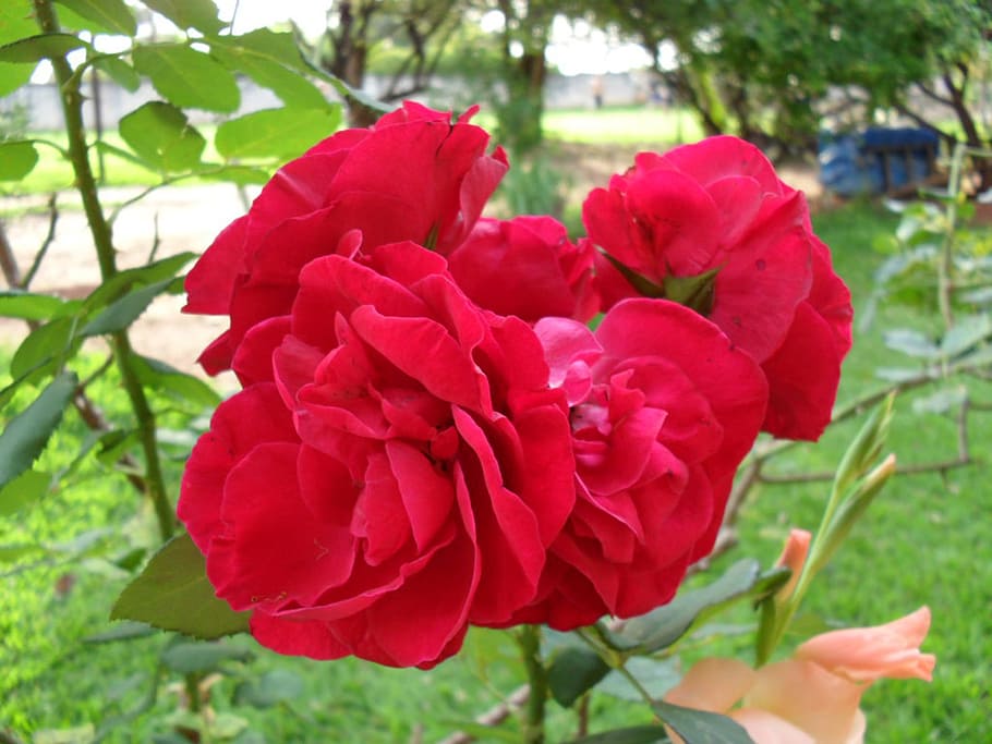 rosa, flower, red, flowers, rose bush, garden, plant, flowering plant HD wallpaper