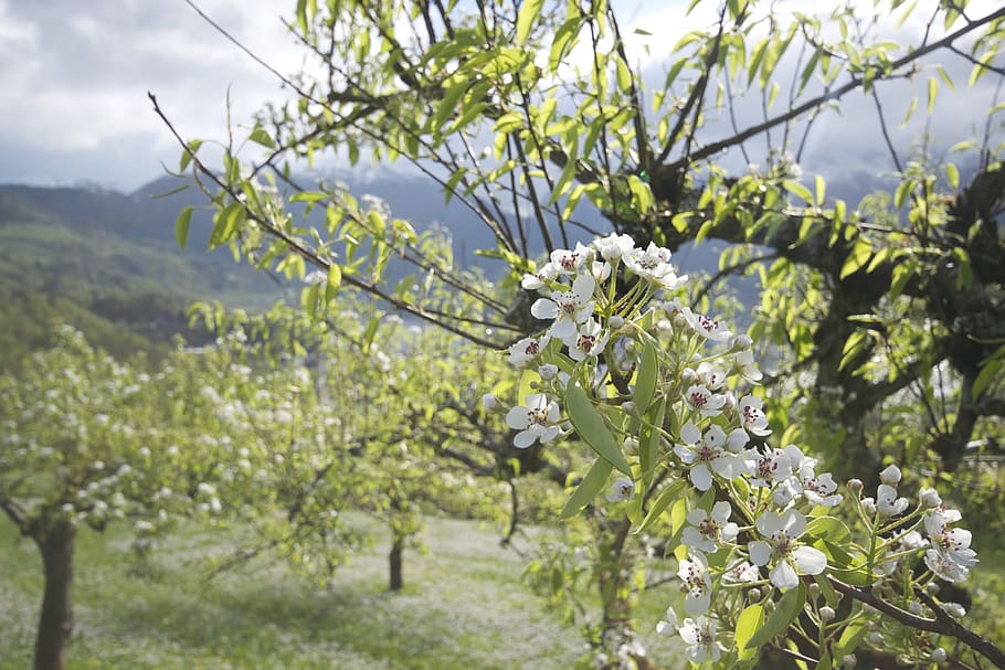 apple tree, blossom, spring, nature, flower, white, plant, season HD wallpaper