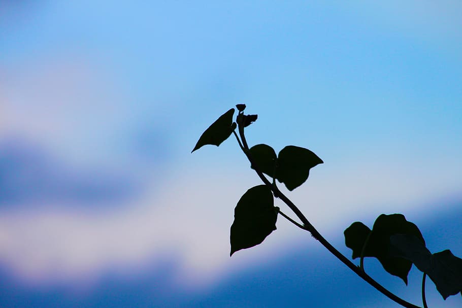 leaf, vine, plant, dark, blue, sky, silhouette, nature, animal HD wallpaper