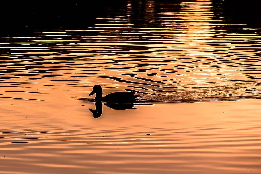 silhouette photography of duck swimming during sunset, water HD wallpaper