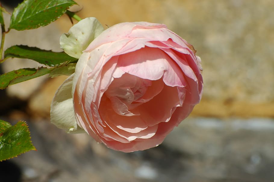 rose, blossom, bloom, flower, rose blooms, close, pink, pink rose HD wallpaper