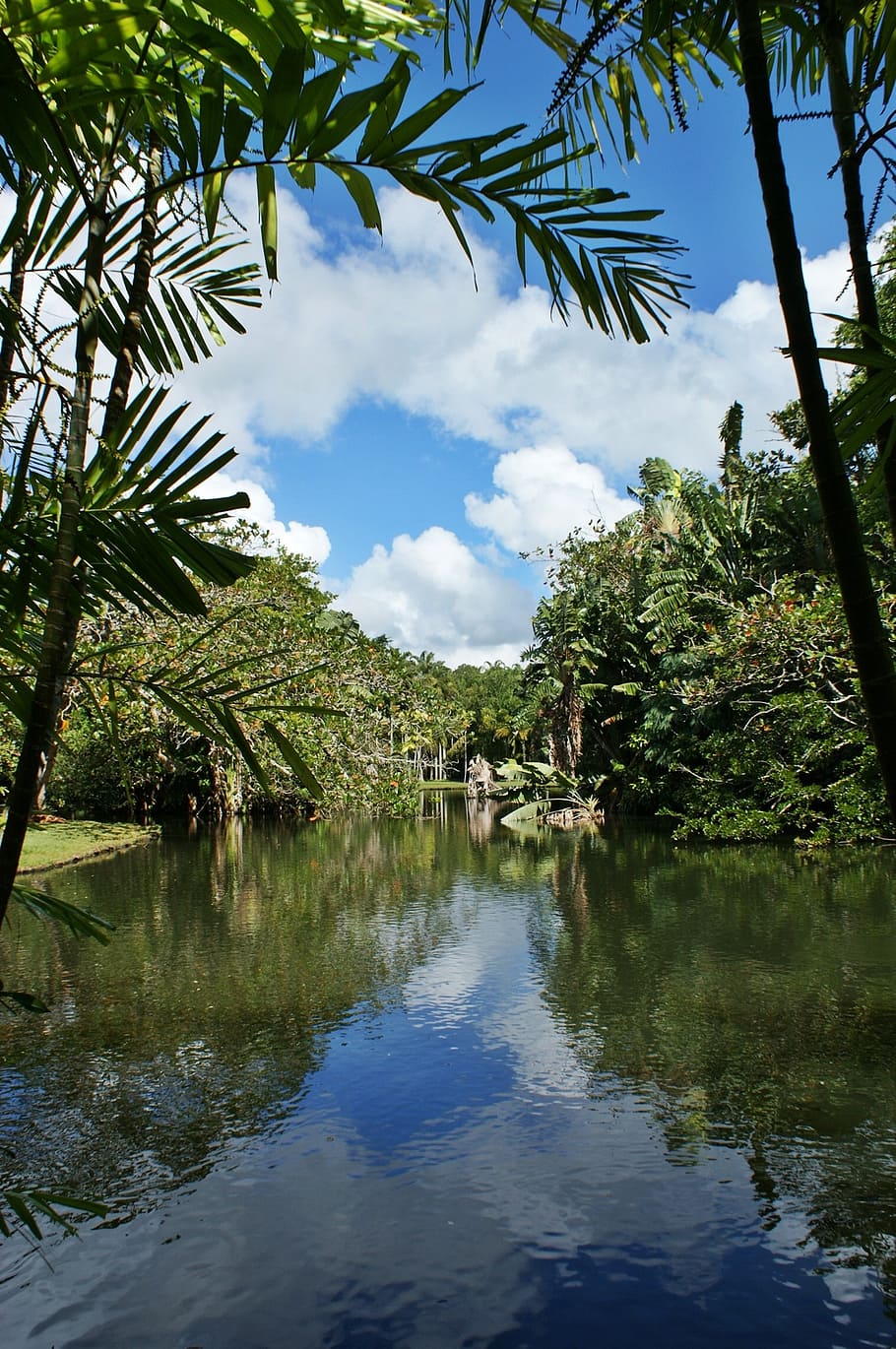 mauritius, lake, palm tree, sky, clouds, landscape, trees, reflection