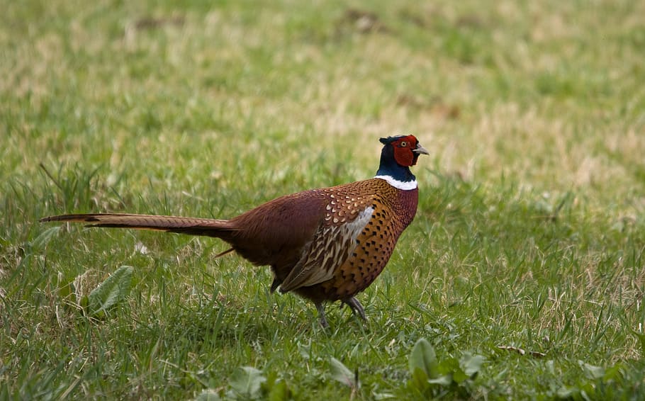 common pheasant, bird, ground, feather, wildlife, fowl, gamebird HD wallpaper