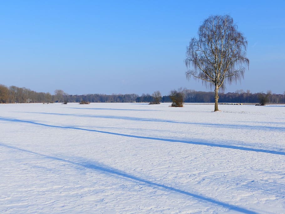 Tree, Lonely, Birch, Nature, Snow, landscape, rest, winter HD wallpaper