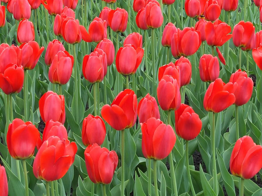 tulip, red, flower, plant, growth, flowering plant, freshness HD wallpaper