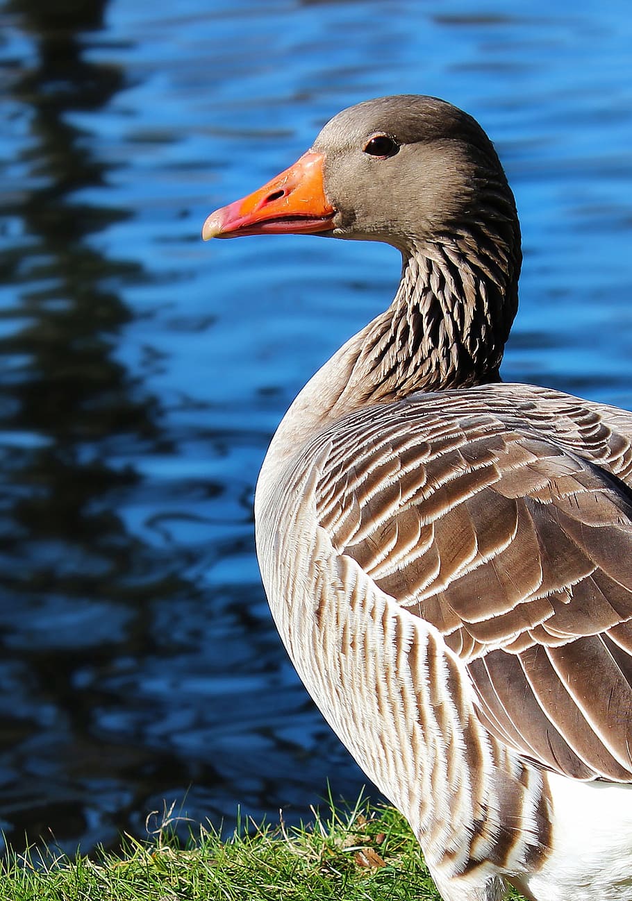 shallow focus of duck, Duck, Pond, Lake, River, Bird, water bird HD wallpaper