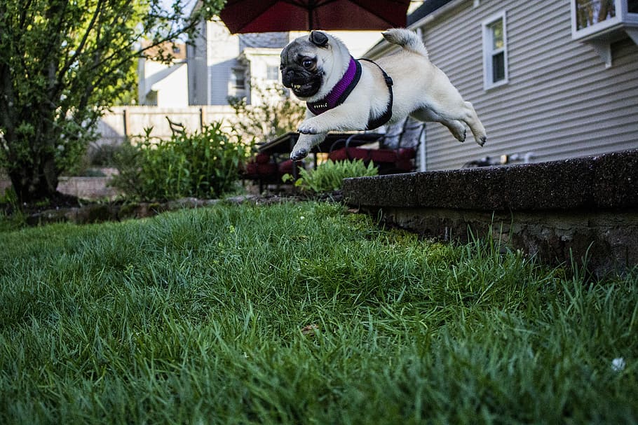 fawn pug jumping on green grass, puppy, cute, dog, funny, doggy HD wallpaper