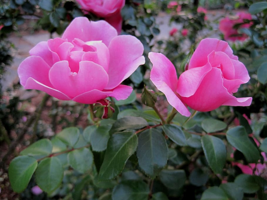 roses, deep pink, open, bloom, bud, petals, soft, delicate HD wallpaper