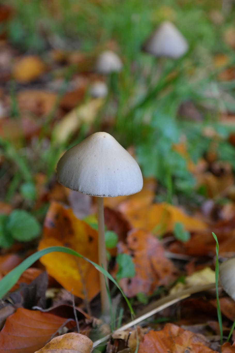 mushroom-pointed-tapered-bald-head-psilocybe-semilanceata-psilocybinhaltig.jpg