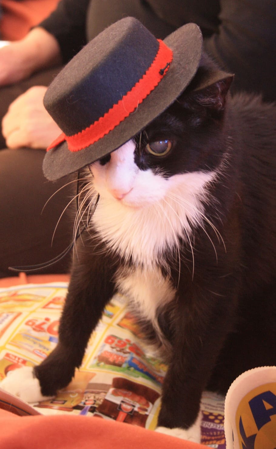 tuxedo cat wearing hat, animals, animal world, carnival, pets