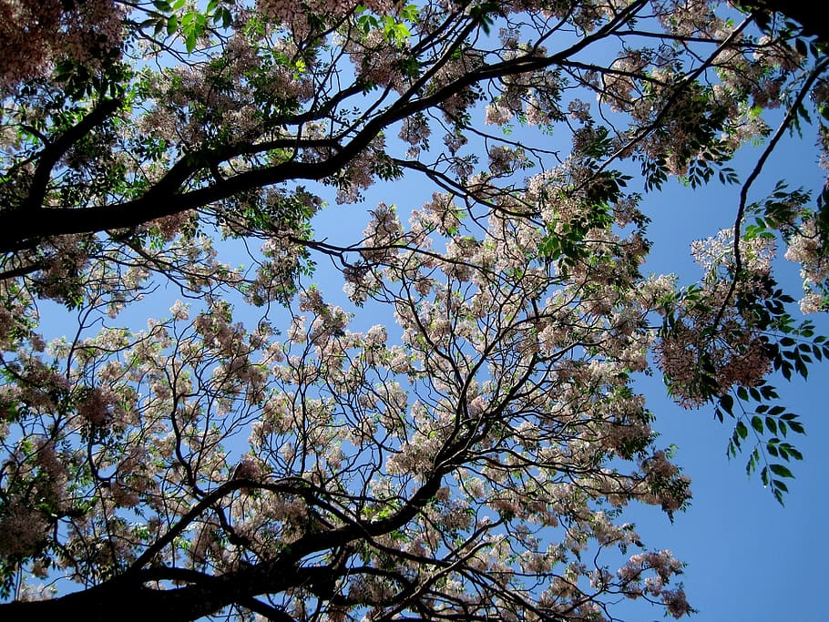 Tree, Flowering, blooming, whitish-lavender, sweet, twigs, strong branch HD wallpaper