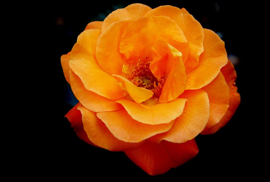 macro photography of orange rose, Rose, Bud, Blossom, Bloom, Rosebud