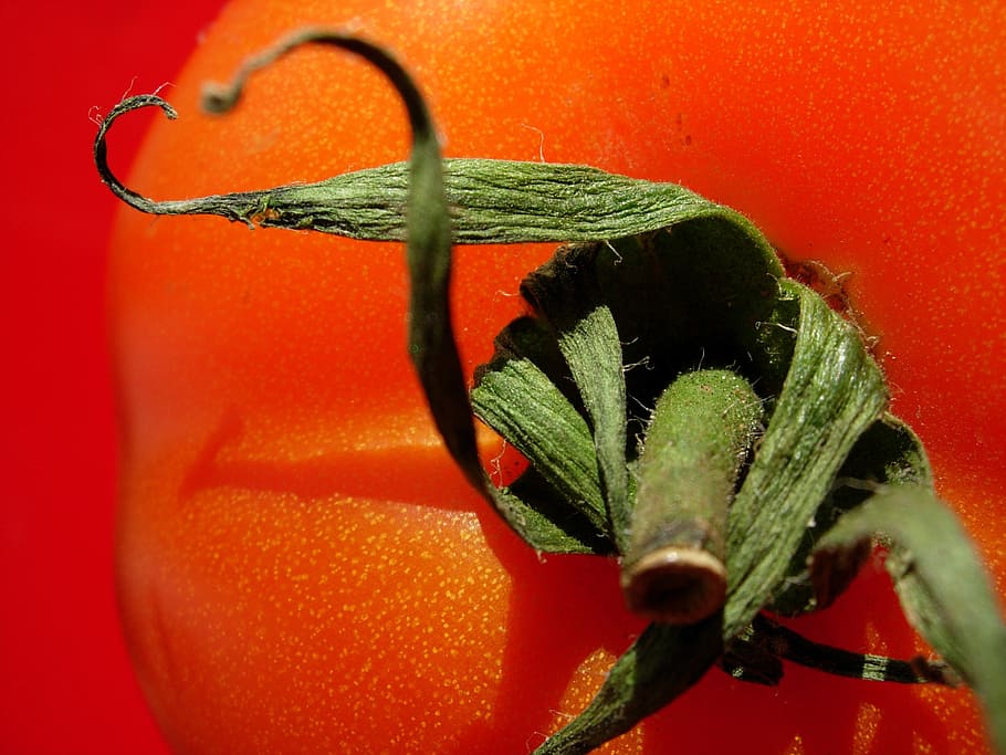 tomato, tomato red, macro, vegetables, food, close-up, orange color HD wallpaper
