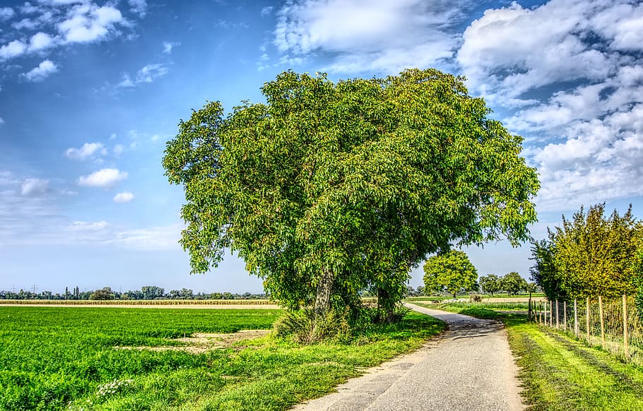 tree, green, sky, blue, clouds, meadow, arable, agriculture HD wallpaper