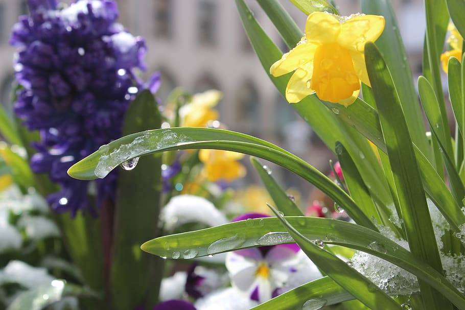 flower, nature, plant, leaf, flowering plant, vulnerability HD wallpaper