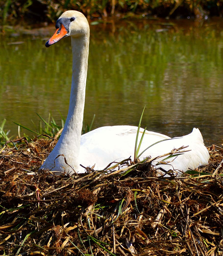 swan, nest, fluff, breed, swan's nest, animal, sweltering swan, HD wallpaper