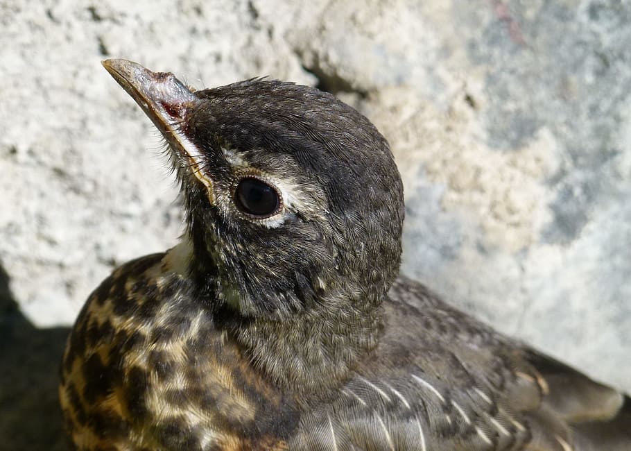 Red Robin, Chick, Young, Bird, Animal, feathered, nature, close-up HD wallpaper
