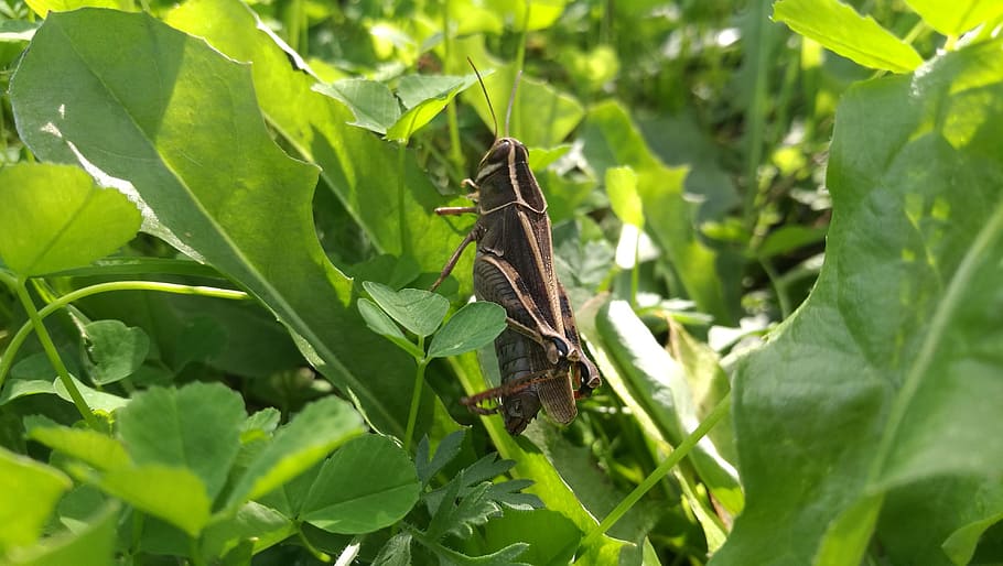 grasshopper, insect, nature, plant part, animal wildlife, leaf HD wallpaper