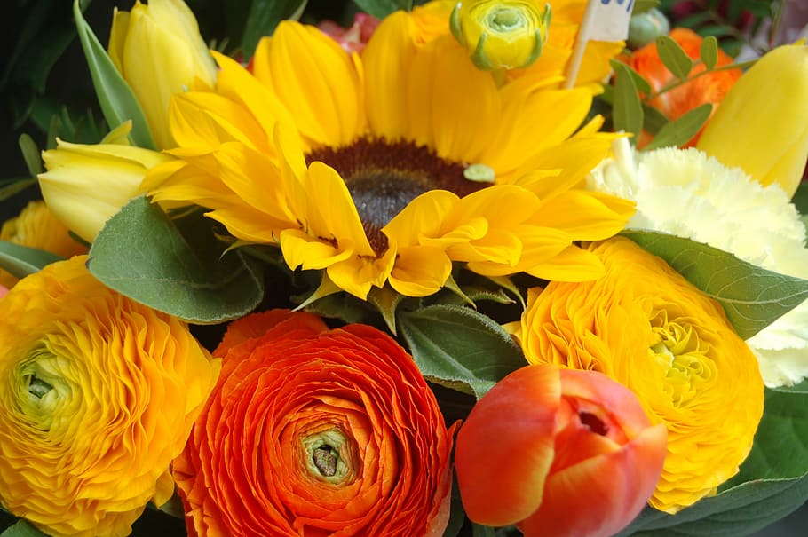 flowers, nature, spring, bloom, spring flowers, flowering plant HD wallpaper