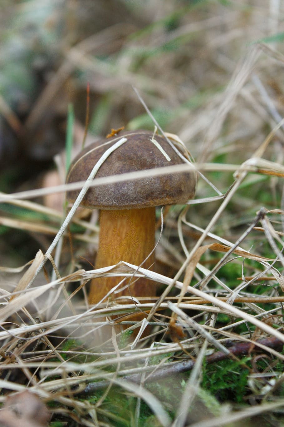 mushroom, grass, brown, forest, edible, tasty, kitchen, food HD wallpaper