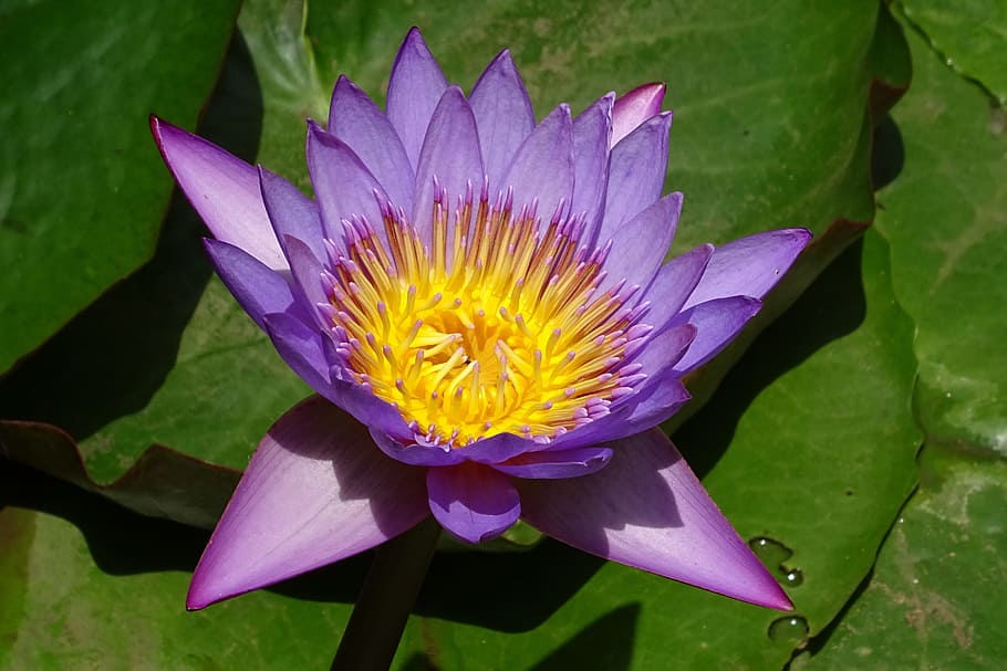 purple Water Lily on green leaf, flower, nymphaea tina, tropical