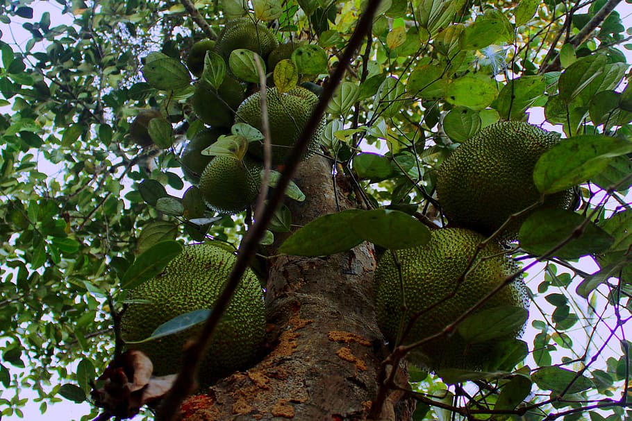fruit, food, sweet, delicious, jackfruit, tree, nature, growth, HD wallpaper