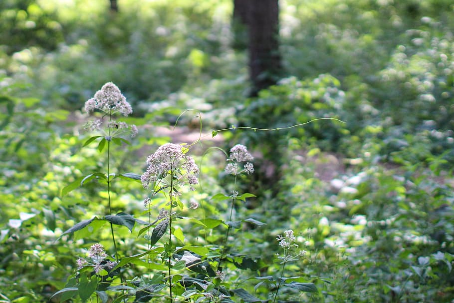 trees, arbor, arboretum, nature, plant, green, natural, leaf HD wallpaper