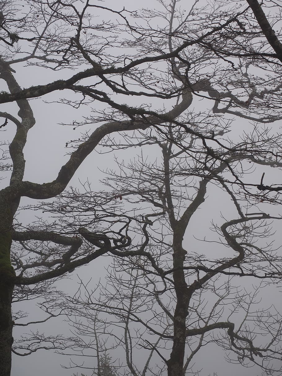forest, branches, aesthetic, trees, tree trunks, book, foggy HD wallpaper
