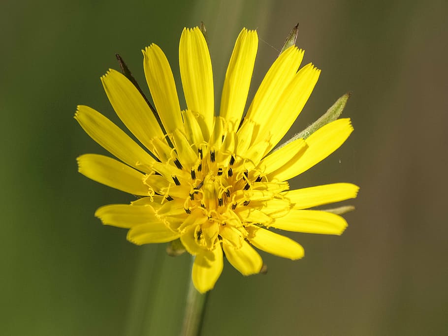 hawkweed, flower, blossom, bloom, plant, nature, flowering plant HD wallpaper