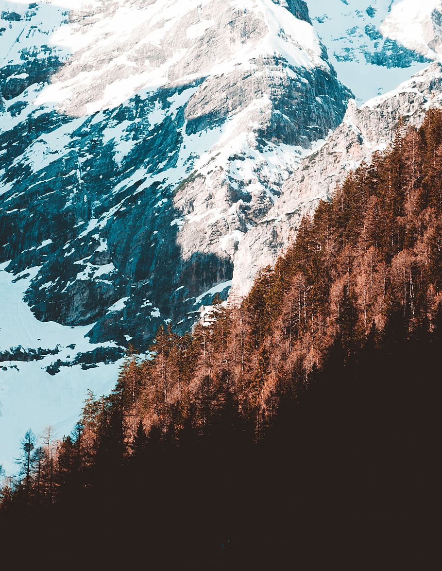 trees on snowy mountain slope, ice capped mountain near forest range HD wallpaper