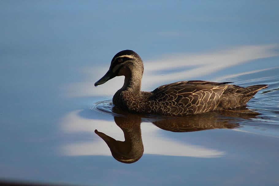 shallow focus photography of brown duck, water, reflection HD wallpaper