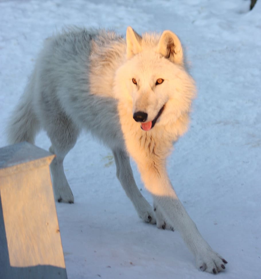 HD wallpaper: greenland husky, canine, snow, winter, dog, animal, wolf,  arctic | Wallpaper Flare