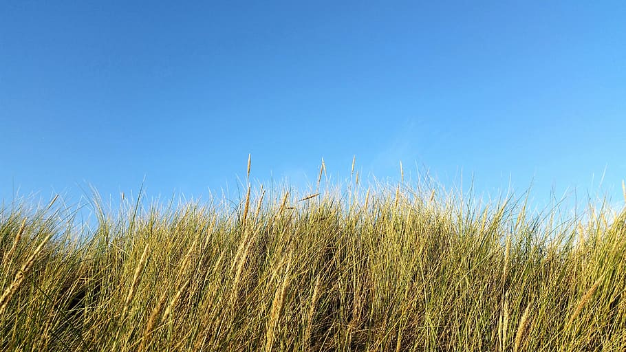 wheat field, dunes, grass, dune grass, netherlands, coast, reed HD wallpaper