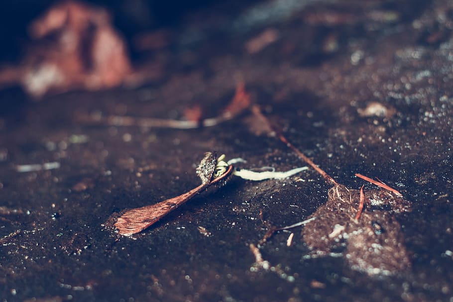 landscape, dirty, dry, texture, blur, close-up, daylight, ground HD wallpaper