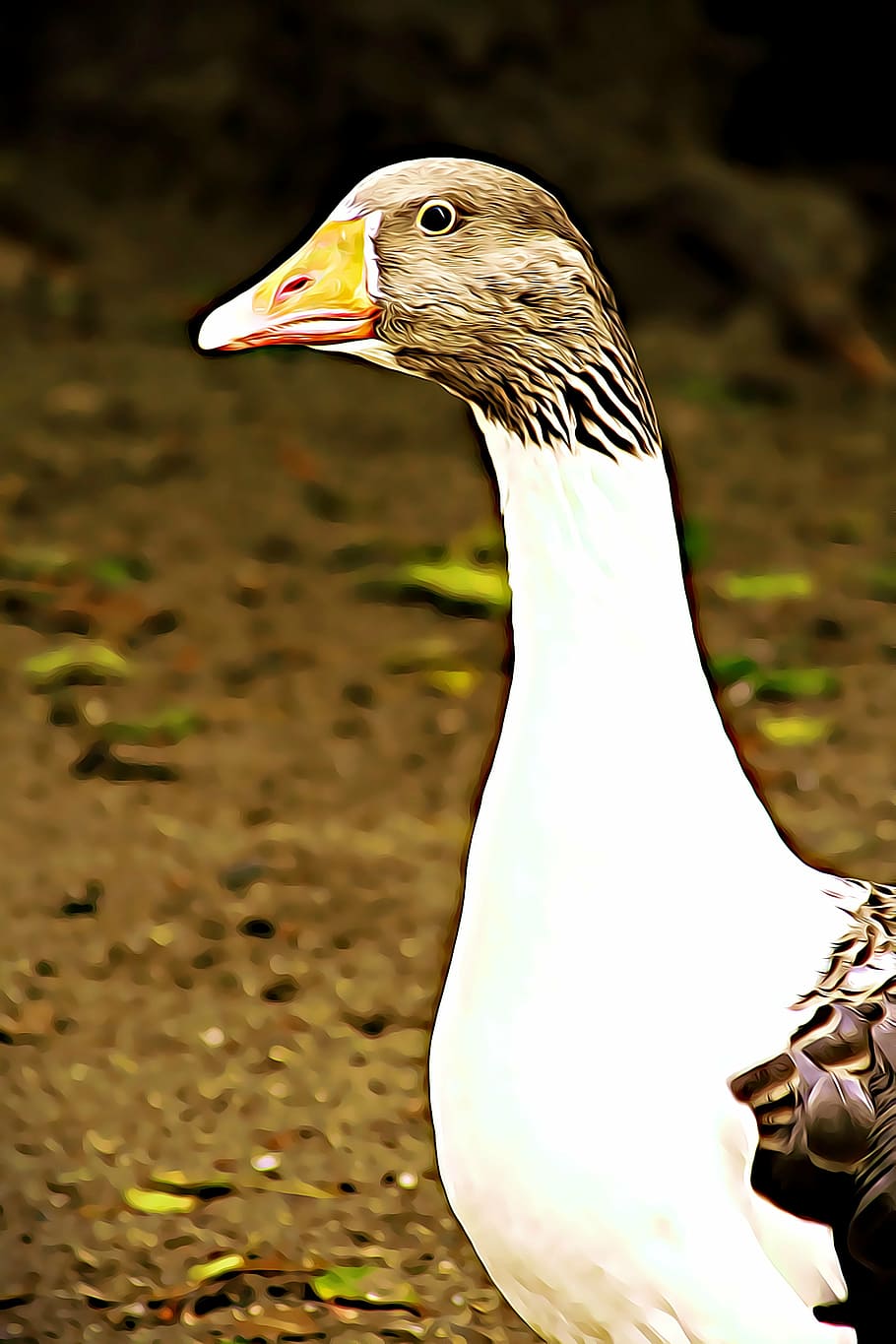 goose, bird, beak, backyard, nature, feathered, barton, animal HD wallpaper
