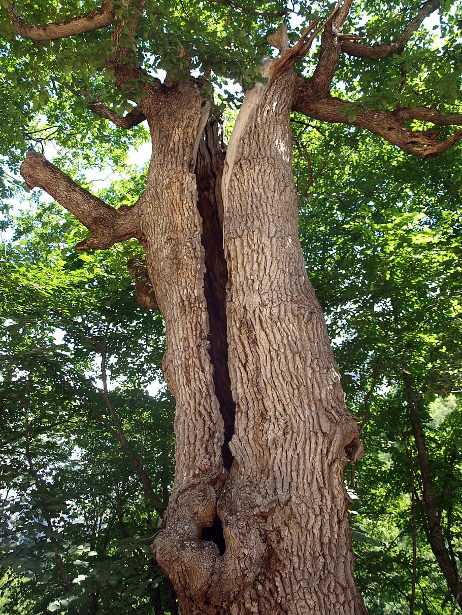 tree, tree trunk, nature, bark, leaves, texture tree, forest HD wallpaper